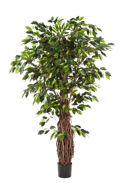 Künstliche Feige - Jannik, 240 cm, Kunstbaum von aplanta, mit Echtholzstamm, mit Mangrovenstamm, im schwarzen Topf, in Natur