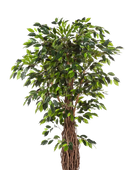 Künstlicher Ficus - Jannik auf transparentem Hintergrund mit echt wirkenden Kunstblättern in natürlicher Anordnung. Künstlicher Ficus - Jannik hat die Farbe Natur und ist 300 cm hoch. | aplanta Kunstpflanzen