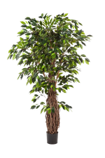 Künstlicher Ficus - Jannik auf transparentem Hintergrund mit echt wirkenden Kunstblättern in natürlicher Anordnung. Künstlicher Ficus - Jannik hat die Farbe Natur und ist 210 cm hoch. | aplanta Kunstpflanzen