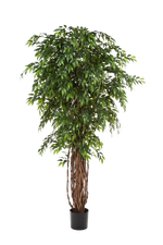 Künstlicher Ficus - Jayden auf transparentem Hintergrund mit echt wirkenden Kunstblättern. Diese Kunstpflanze gehört zur Gattung/Familie der "Feigen" bzw. "Kunst-Feigen".