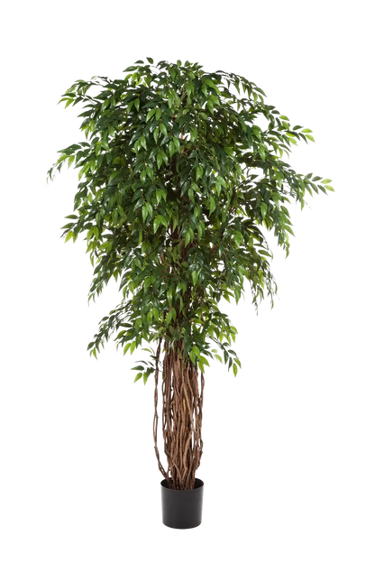 Künstlicher Ficus - Jayden auf transparentem Hintergrund mit echt wirkenden Kunstblättern. Diese Kunstpflanze gehört zur Gattung/Familie der "Feigen" bzw. "Kunst-Feigen".