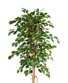 Künstlicher Gummibaum - Kristin auf transparentem Hintergrund mit echt wirkenden Kunstblättern in natürlicher Anordnung. Künstlicher Gummibaum - Kristin hat die Farbe Natur und ist 210 cm hoch. | aplanta Kunstpflanzen