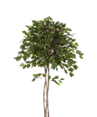 Künstlicher Ficus - Kathleen auf transparentem Hintergrund mit echt wirkenden Kunstblättern in natürlicher Anordnung. Künstlicher Ficus - Kathleen hat die Farbe Natur und ist 180 cm hoch. | aplanta Kunstpflanzen