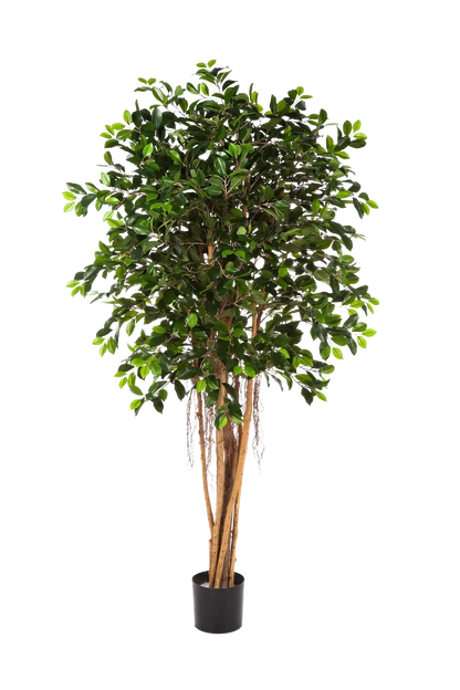 Künstlicher Ficus Retusa – Caelior | 180 cm