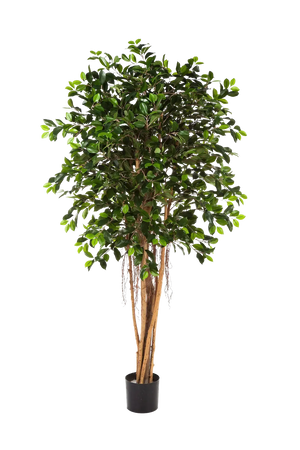 Künstlicher Chinesischer Ficus - Konstantin | 210 cm