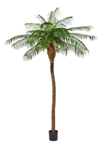 Hochwertige Kunstpalme auf transparentem Hintergrund mit echt wirkenden Kunstblättern in natürlicher Anordnung. Künstliche Dattelpalme - Kaan hat die Farbe Natur und ist 250 cm hoch. | aplanta Kunstpflanzen