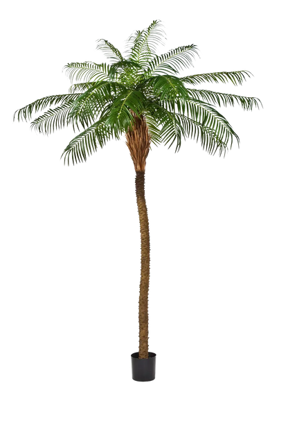 Hochwertige Kunstpalme auf transparentem Hintergrund mit echt wirkenden Kunstblättern in natürlicher Anordnung. Künstliche Dattelpalme - Kaan hat die Farbe Natur und ist 250 cm hoch. | aplanta Kunstpflanzen