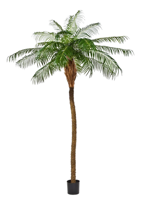 Künstliche Phoenixpalme – Zephyra | 240 cm