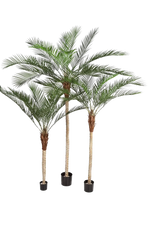 Hochwertige Kunstpalme auf transparentem Hintergrund mit echt wirkenden Kunstblättern in natürlicher Anordnung. Künstliche Dattelpalme - Kian hat die Farbe Natur und ist 180 cm hoch. | aplanta Kunstpflanzen