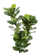 Künstlicher Ficus Lyrata - Lena auf transparentem Hintergrund mit echt wirkenden Kunstblättern. Diese Kunstpflanze gehört zur Gattung/Familie der 