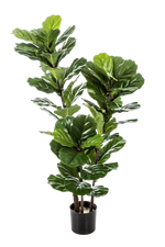 Künstlicher Ficus Lyrata - Lena auf transparentem Hintergrund mit echt wirkenden Kunstblättern. Diese Kunstpflanze gehört zur Gattung/Familie der "Geigenfeigen" bzw. "Kunst-Geigenfeigen".