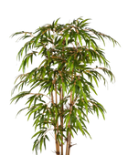 Hochwertiger Kunstbambus auf transparentem Hintergrund mit echt wirkenden Kunstblättern in natürlicher Anordnung. Künstlicher Bambus - Lasse hat die Farbe Natur und ist 120 cm hoch. | aplanta Kunstpflanzen