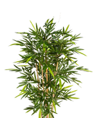 Hochwertiger Kunstbambus auf transparentem Hintergrund mit echt wirkenden Kunstblättern in natürlicher Anordnung. Künstlicher Bambus - Marlene hat die Farbe Natur und ist 210 cm hoch. | aplanta Kunstpflanzen