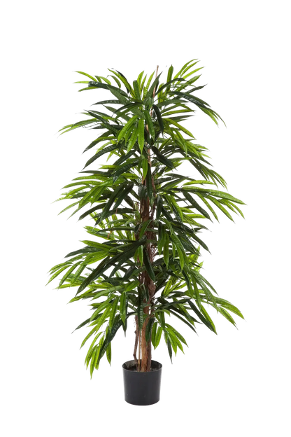 Künstliche Longifolia - Marvin | 210 cm