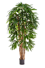 Künstliche Steckenpalme - Noemi | 210 cm