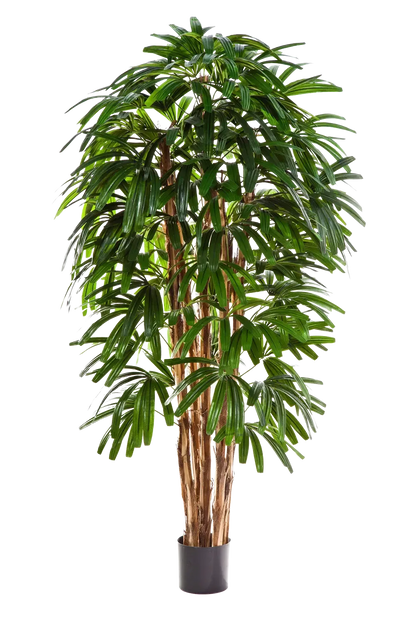 Künstliche Steckenpalme - Noemi | 210 cm
