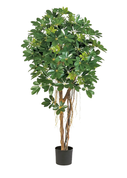 Künstliche Schefflera - Olaf, 170 cm, Kunstbaum von aplanta, in Natur, für drinnen