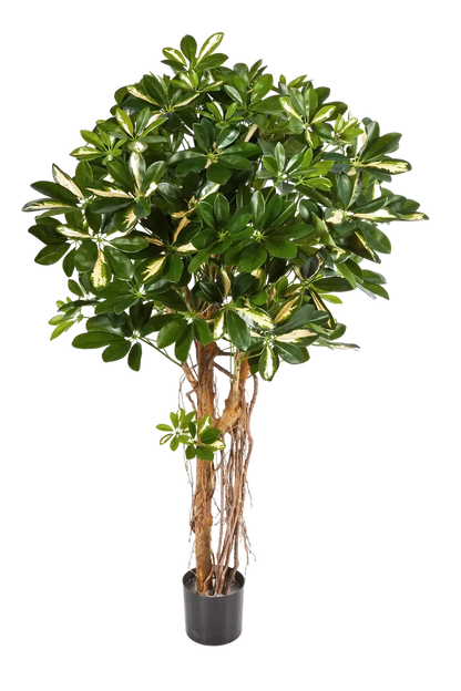 Künstliche Schefflera - Owen, 170 cm, Kunstbaum von aplanta, für drinnen