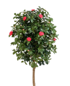 Künstlicher Kamelienbaum - Philina auf transparentem Hintergrund mit echt wirkenden Kunstblättern. Diese Kunstpflanze gehört zur Gattung/Familie der 