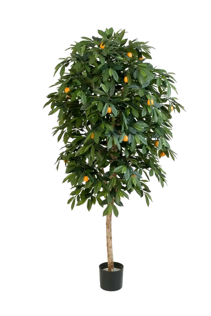 Künstlicher Orangenbaum - Pius auf transparentem Hintergrund mit echt wirkenden Kunstblättern in natürlicher Anordnung. Künstlicher Orangenbaum - Pius hat die Farbe Natur und ist 170 cm hoch. | aplanta Kunstpflanzen