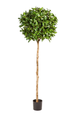 Künstliche Lorbeer - Romy auf transparentem Hintergrund mit echt wirkenden Kunstblättern in natürlicher Anordnung. Künstliche Lorbeer - Romy hat die Farbe Natur und ist 140 cm hoch. | aplanta Kunstpflanzen