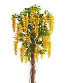 Künstlicher Blauregen - Runa auf transparentem Hintergrund mit echt wirkenden Kunstblättern. Diese Kunstpflanze gehört zur Gattung/Familie der 