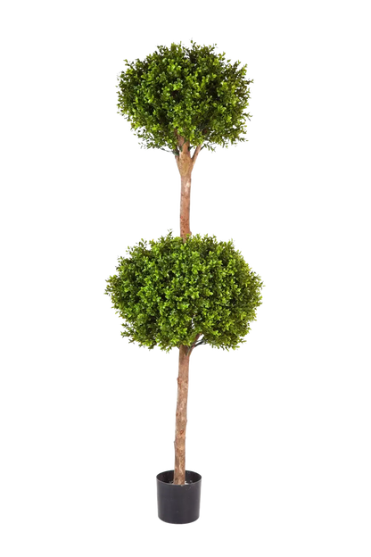 Hochwertiger Buchsbaum künstlich auf transparentem Hintergrund mit echt wirkenden Kunstblättern in natürlicher Anordnung. Künstlicher Buchsbaum - Ruben hat die Farbe Natur und ist 165 cm hoch. | aplanta Kunstpflanzen