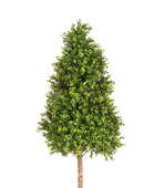 Hochwertiger Buchsbaum künstlich auf transparentem Hintergrund mit echt wirkenden Kunstblättern in natürlicher Anordnung. Künstlicher Buchsbaum - Rene hat die Farbe Natur und ist 140 cm hoch. | aplanta Kunstpflanzen