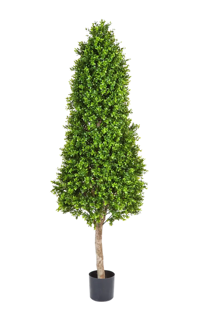 Künstlicher Buchsbaum - Rene, 170 cm, Kunstbaum von aplanta, im schwarzen Topf, in Natur, für drinnen