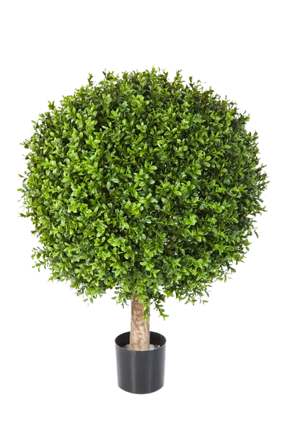 Hochwertiger Buchsbaum künstlich auf transparentem Hintergrund mit echt wirkenden Kunstblättern in natürlicher Anordnung. Künstlicher Buchsbaum - Rico hat die Farbe Natur und ist 85 cm hoch. | aplanta Kunstpflanzen