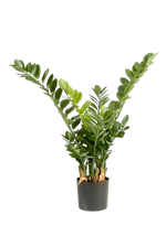 Künstliche Zamioculcas - Svea, 90 cm, Kunstpflanze von aplanta, in Natur, für drinnen