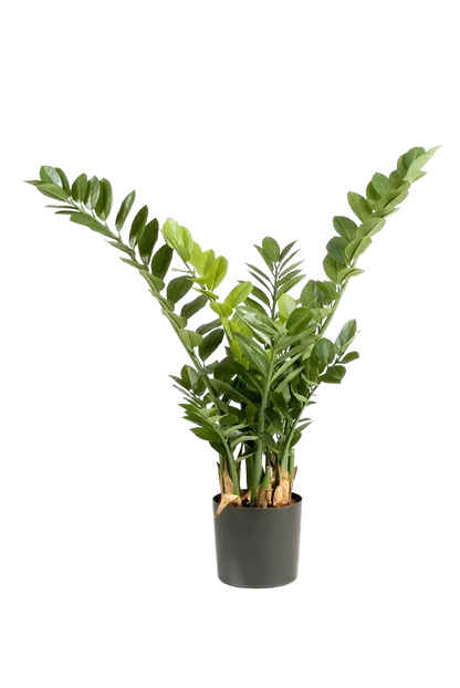 Künstliche Zamioculcas - Svea, 90 cm, Kunstpflanze von aplanta, in Natur, für drinnen