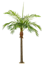 Hochwertige Kunstpalme auf transparentem Hintergrund mit echt wirkenden Kunstblättern in natürlicher Anordnung. Künstliche Phoenixpalme - Saskia hat die Farbe Natur und ist 480 cm hoch. | aplanta Kunstpflanzen