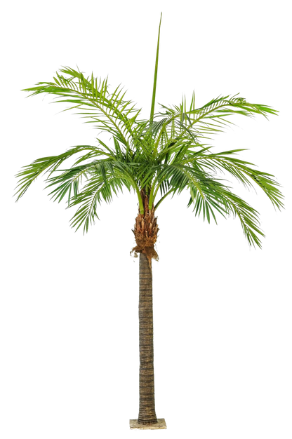 Hochwertige Kunstpalme auf transparentem Hintergrund mit echt wirkenden Kunstblättern in natürlicher Anordnung. Künstliche Phoenixpalme - Saskia hat die Farbe Natur und ist 480 cm hoch. | aplanta Kunstpflanzen