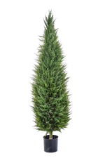 Künstliche Zypresse - Philip auf transparentem Hintergrund mit echt wirkenden Kunstblättern in natürlicher Anordnung. Künstliche Zypresse - Philip hat die Farbe Natur und ist 150 cm hoch. | aplanta Kunstpflanzen