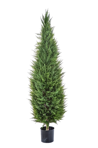 Künstliche Zypresse - Philip auf transparentem Hintergrund mit echt wirkenden Kunstblättern in natürlicher Anordnung. Künstliche Zypresse - Philip hat die Farbe Natur und ist 150 cm hoch. | aplanta Kunstpflanzen