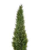 Künstliche Zypresse - Philip auf transparentem Hintergrund mit echt wirkenden Kunstblättern in natürlicher Anordnung. Künstliche Zypresse - Philip hat die Farbe Natur und ist 180 cm hoch. | aplanta Kunstpflanzen