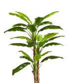 Künstlicher Bananenbaum - Pauline auf transparentem Hintergrund mit echt wirkenden Kunstblättern in natürlicher Anordnung. Künstlicher Bananenbaum - Pauline hat die Farbe Natur und ist 300 cm hoch. | aplanta Kunstpflanzen