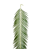 Hochwertige Kunstpalme auf transparentem Hintergrund mit echt wirkenden Kunstblättern in natürlicher Anordnung. Künstliches Phoenixpalmenblatt - Oliwia hat die Farbe Natur und ist 88 cm hoch. | aplanta Kunstpflanzen