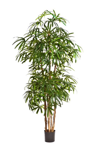 Künstliche Steckenpalme - Nela | 170 cm