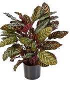 Künstliche Calathea - Sunrise auf transparentem Hintergrund mit echt wirkenden Kunstblättern in natürlicher Anordnung. Künstliche Calathea - Sunrise hat die Farbe Natur und ist 80 cm hoch. | aplanta Kunstpflanzen