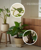 Kunst hangende Pothos - Bella | 85 cm