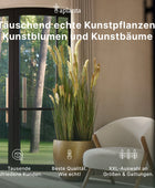 Kunst Peperomia - Meloen