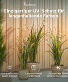 Kunst groene ceder - Nika