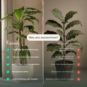 Kunst Fittonia - Fit