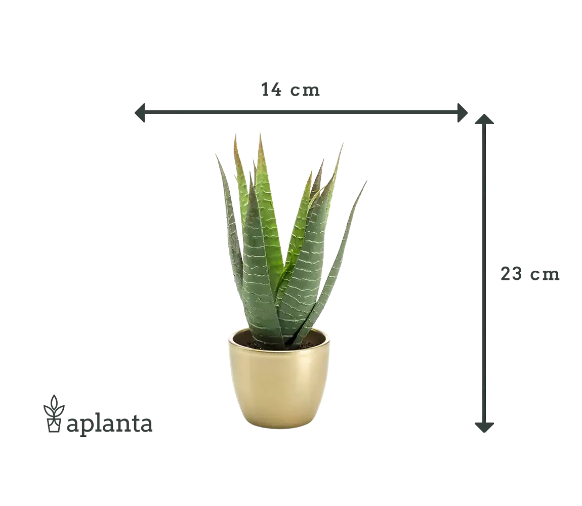 Künstliche Aloe - Patricia | 23 cm