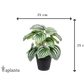 Künstliche Peperomia - Klara, 25 cm, Kunstpflanze von aplanta, im schwarzen Topf, in Natur, für drinnen