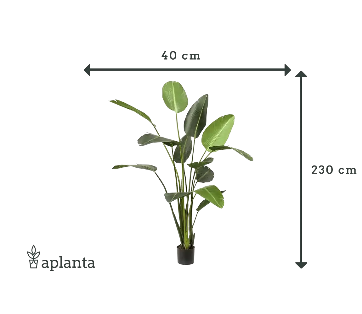 Künstliche Strelitzia - Josephine | 230 cm