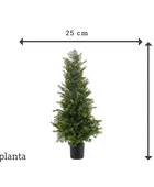 Kunst ceder - Mira | 90 cm