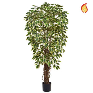 Künstlicher Ficus - Silke | 150 cm